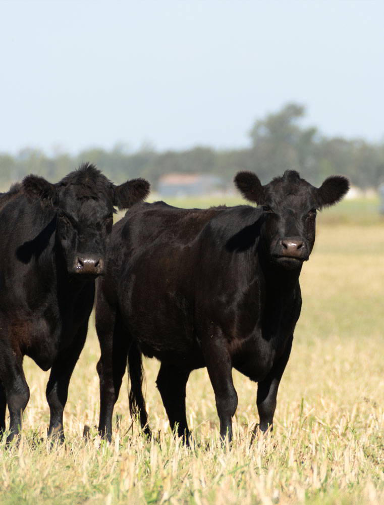 Black cows in a field